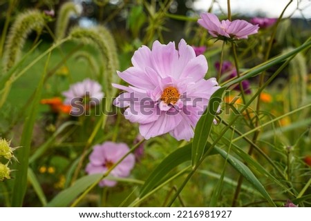 Pink cosmos flowers growing in an outdoor space. Fall season. 