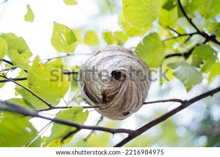 A hornet's nest is a species from below the entrance to an insect house, wildlife, a dangerous family of wasps, a nest hanging on a tree branch in a birch forest. High quality photo Royalty-Free Stock Photo #2216984975