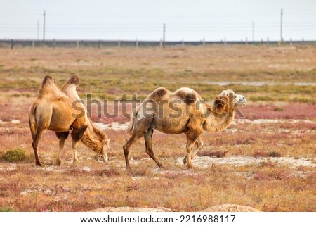Bactrian camels in a steppe Royalty-Free Stock Photo #2216988117