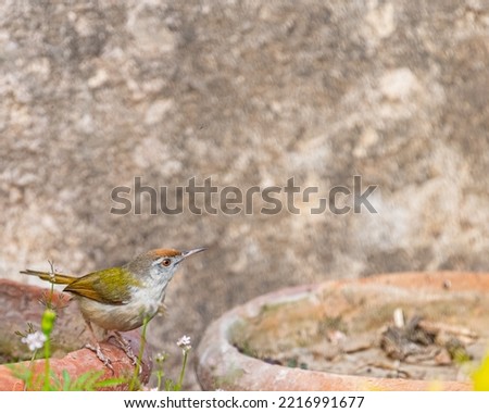 A Tailor bird sitting on a flower pot