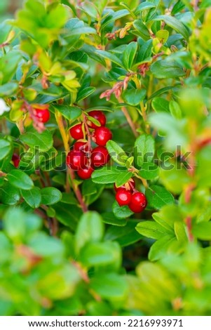 Vaccinium vitis-idaea (lingonberry, partridgeberry or cowberry). Fresh lingonberry in garden. Close up. Royalty-Free Stock Photo #2216993971