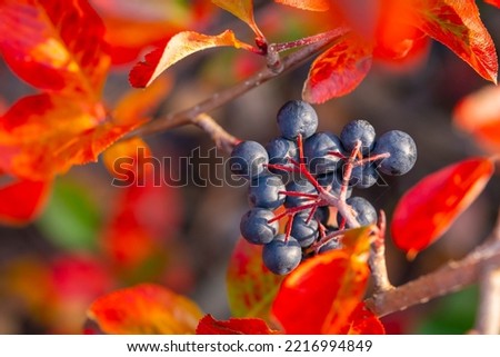 Aronia berries (Aronia melanocarpa, Black Chokeberry) growing in the garden. Branch filled with aronia berries. Colorful autumn leaves. Close up photo. Royalty-Free Stock Photo #2216994849