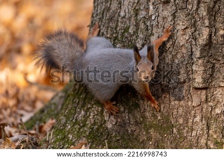 squirrel on a tree in autumn