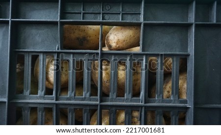 A stock of yellow potatoes behind the wall of a box, in a box, a black box on the balcony of a house in a warehouse on a shelf, lattice, texture, large, top view, open, a lot