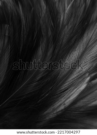 Beautiful abstract black feathers on gray background, soft white feather texture on white texture pattern, dark theme wallpaper, gray feather background, gray banners, white gradient Royalty-Free Stock Photo #2217004297