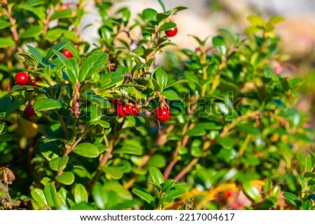 Vaccinium vitis-idaea (lingonberry, partridgeberry or cowberry). Fresh lingonberry in garden. Close up. Royalty-Free Stock Photo #2217004617
