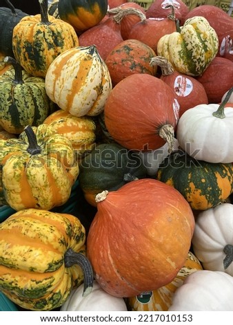Pumpkin halloween holiday market squash