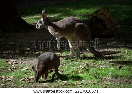 Two young kangaroos grazing on leaves