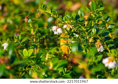 Bright and rich white-pink flower of cranberry-cranberries on the background of a green garden. In the morning. Close up photo.