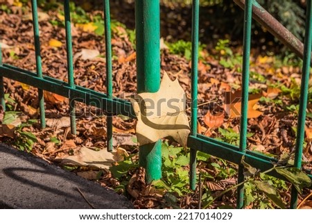 Beautiful alley in the autumn Park. Green fence near and colorful yellow foliage on the bushes. Fallen leaves on the walking paths in the garden. Fall season.