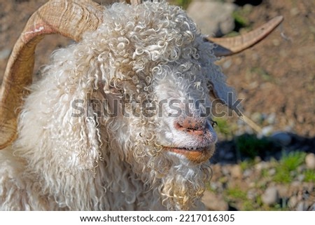 Picture of a long wool angora goat with horns