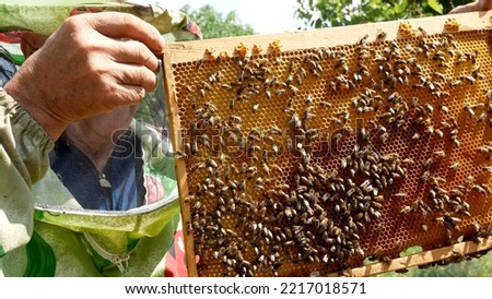 The beekeeper revises the frames with bees in the hive. Production of natural bee honey Royalty-Free Stock Photo #2217018571