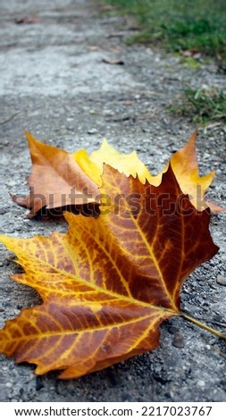 yellow and brown autumn leaves on the ground as mobile wallpaper background, vertical mobile phone wallpaper