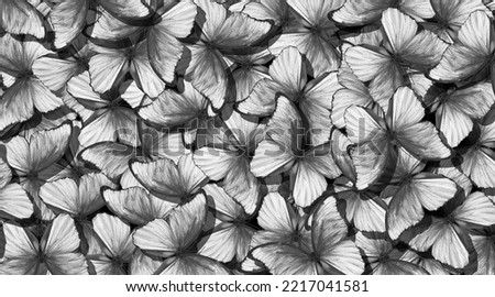 abstract pattern from morpho butterflies black and white.