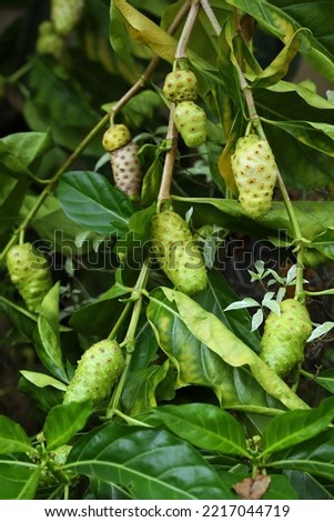 Noni fruits aka Indian mulberry hanging on a branch with greean leaves background
