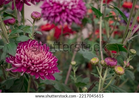 dahlia blooms in a sunny autumn day in the garden
