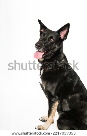 Dark Brown Tan and Black Large Adult German Shepherd Mix Dog with Pointed Ears Smiling Happy Isolated on White Background in Studio Sitting Looking at Camera