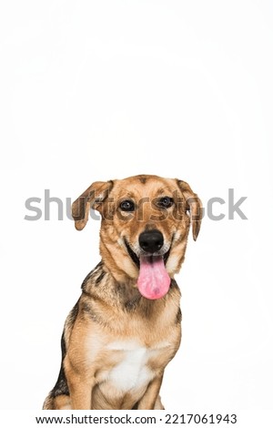 Brown Black and White Mixed Breed Mutt Mix Hound Shepherd Terrier Type Dog Looking at Camera Happy Tongue Out Sitting Isolated in Studio on White Background Royalty-Free Stock Photo #2217061943