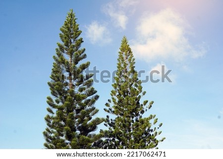 coral reef araucaria, Norfolk Island pine is an ornamental plant, branched out into layers beautiful green leaves the canopy is not large Suitable for growing in pots and planted in the garden.       
