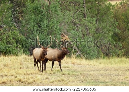 Two large bull elk stand in a grassy field in western Montana.
