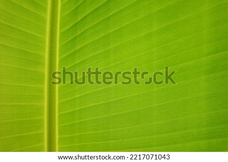 Texture background of backlight fresh green banana Leaf