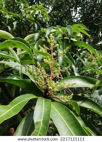 A natural and Greenish mango flowers in the mango tree in Asian countries 