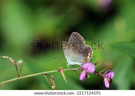Short-tailed blue (Tsubameshijimicho, Everes argiades) butterfly on the Panicled Tick-Trefoil purple flower branch. Royalty-Free Stock Photo #2217124595