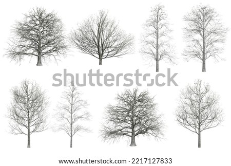 Collection Winter Trees, Christmas trees is isolated on white 