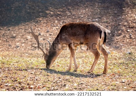 A beautiful sika deer is resting in the forest in autumn.