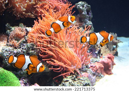 Sea anemone and clown fish 