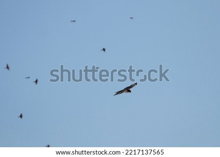 Eurasian sparrowhawk on the fly between a flock of linnets. Accipiter nisus.