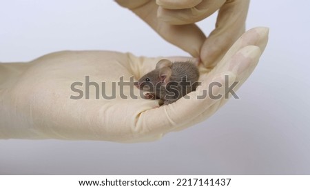 a scientist in a white robe and disposable gloves holds a gray laboratory mouse on his arm.
