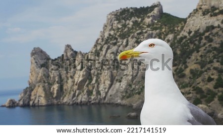Funny seagull bird standing on a wooden pole by the sea looking around. Royalty-Free Stock Photo #2217141519