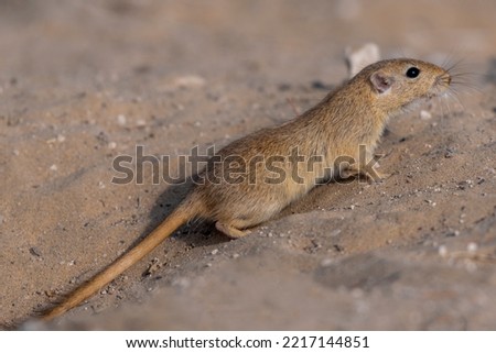 closeup of mouse in desert, The Indian desert jird or Indian desert gerbil is a species of jird found mainly in the Thar Desert in India. Jirds are closely related to gerbils
