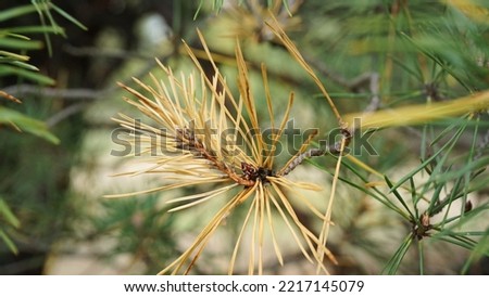 Small pine branch, round green needles large macro