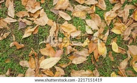 yellow dry leaves on the ground on the grass autumn texture