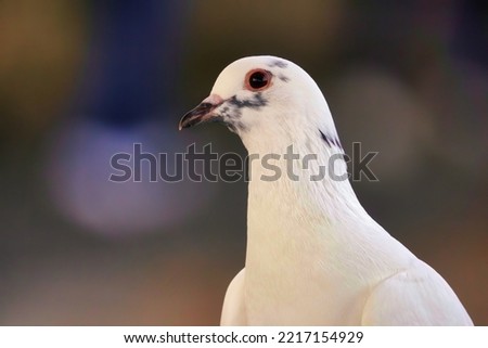 This is a beautiful picture of a white dove with his black beak but  taken in portrait mode. 