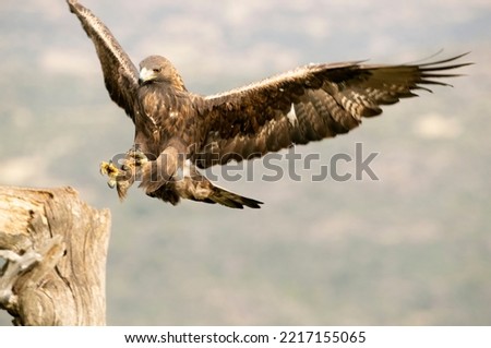 Golden eagle adult female flying in a Mediterranean mountainous area with the first light of the day