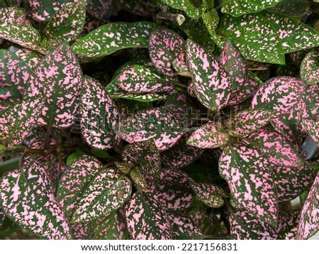 Close up beautiful leaves texture with pink and green color of Polka Dot Plant, Hypoestes phyllostachya, in the garden. Tropical foliage plant.  Royalty-Free Stock Photo #2217156831