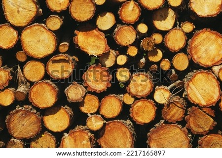 Close up background texture of wooden piles