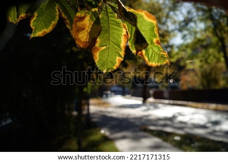 AUTUMN IN CITY - Colorful leaves of trees in the sunshine in the street