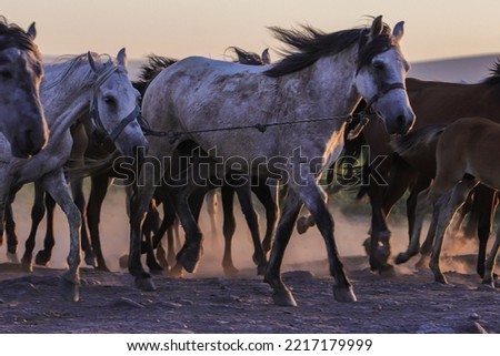 horses running around in the open field