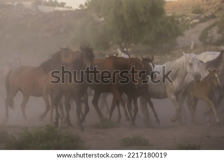 horses running around in the open field
