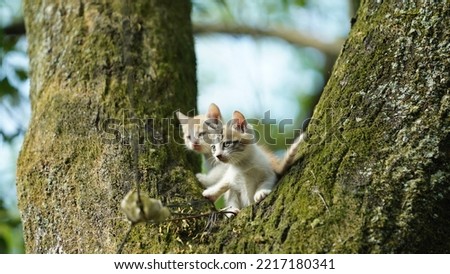 Two cute little cats climbing up on the tree for resting