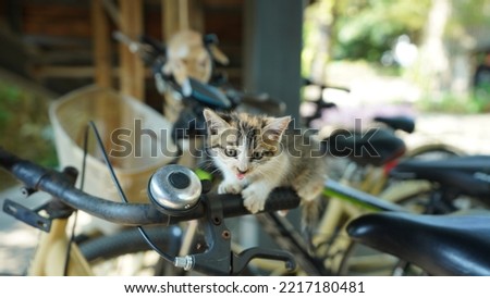 The cute little cat playing in the yard on the bicycle