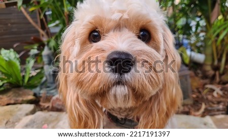 Cavoodle puppy Dog cutie vicious Royalty-Free Stock Photo #2217191397