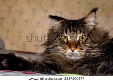 Maine Coon cat named Fedor portrait. Kharkov, Ukraine