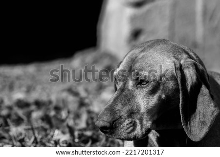 Monochrome image, purebred old 10 years old hungarian vizsla portrait shot on a bright sunny day.