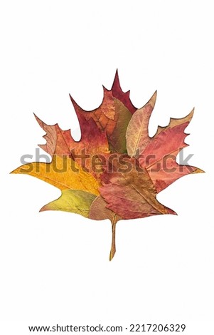 Maple leaf shape made from autumn coloured leaves. Fall season concept.
