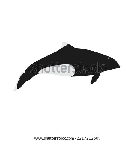 Dall's porpoise, Phocoenoides dalli is the fastest small cetaceans species that is endemic to the North Pacific. Royalty-Free Stock Photo #2217212609